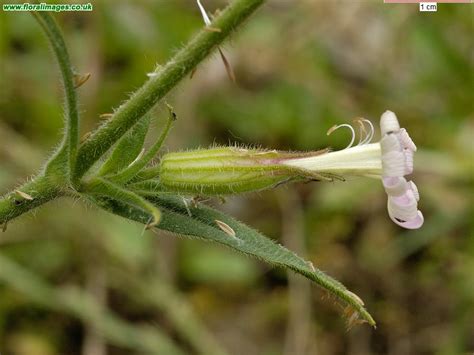 Silene Noctiflora Picture 12 Of 20