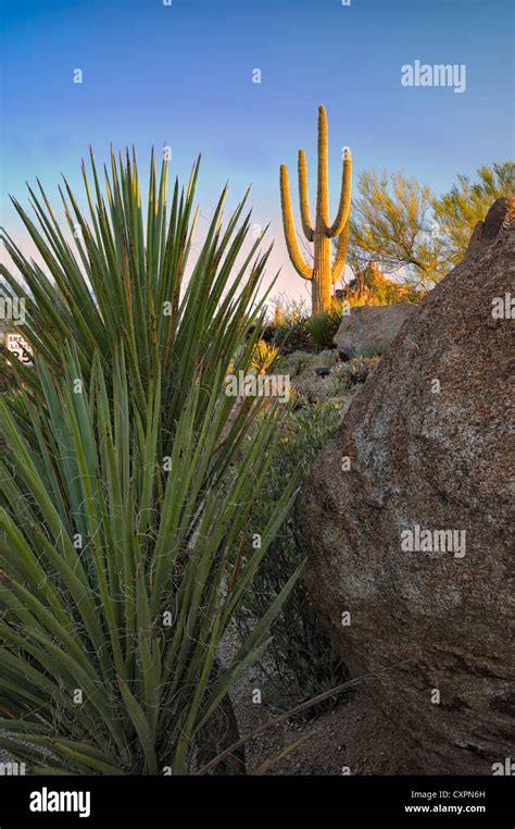 Jardín de Cactus con desierto de cactus saguaro al amanecer. Desierto ...