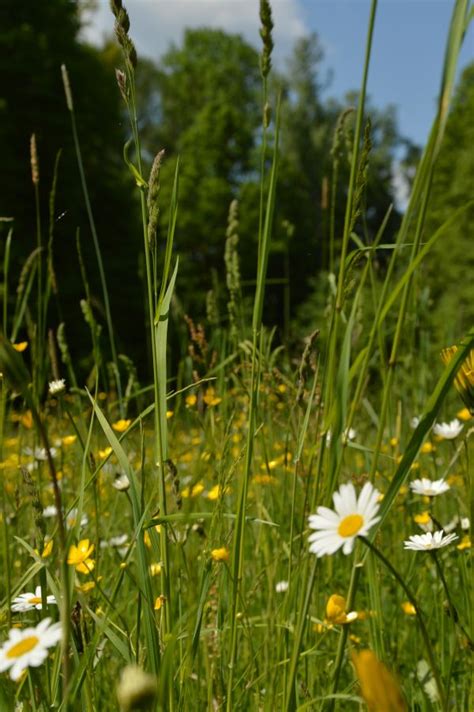 Darmowe Zdjęcia Natura trawa pole trawnik łąka preria zdjęcie