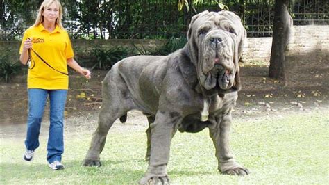 Raças Gigantes De Cachorro