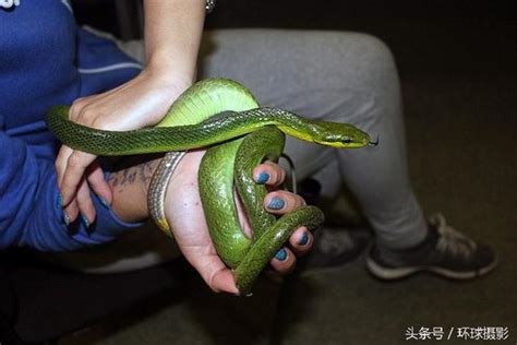 海關人員攔下一名女子，她在行李箱裏藏的東西，都能組成小動物園 每日頭條