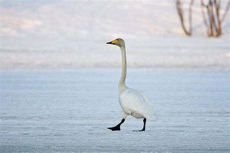 Whooper Swan - eBirdr