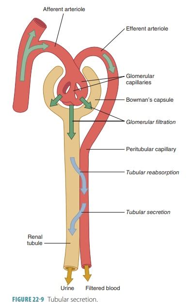 Tubular Secretion Labelled Diagram