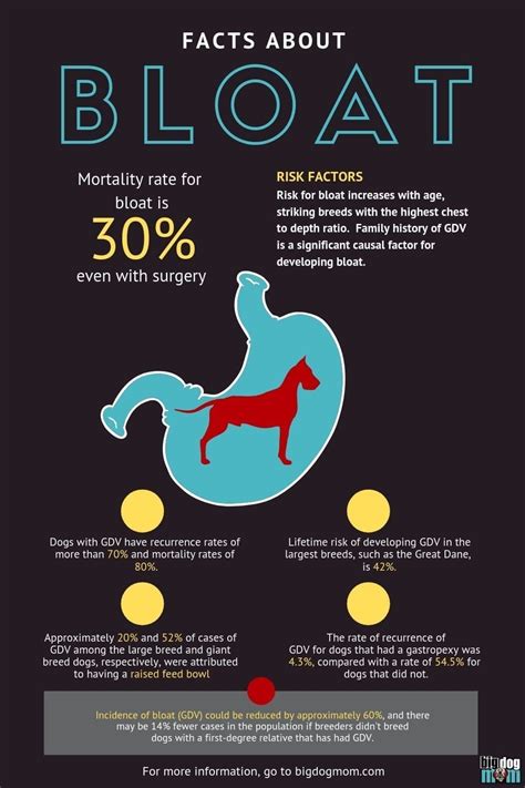 Understanding The Risks Causes Treatment And Prevention Of Bloat Gdv