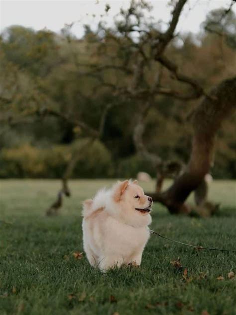 Mini Chow Chow: 5 Facts About This Miniature Teddy Bear Dog - PupVine