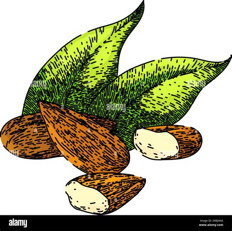 Almond Nut Leaves Sketch Hand Drawn Vector Stock Vector Image Art Alamy