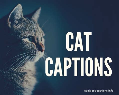 Funny Cat Captions 87 Cute Cat Quotes Pictures