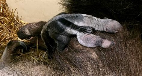 Baby giant anteater born at the zoo