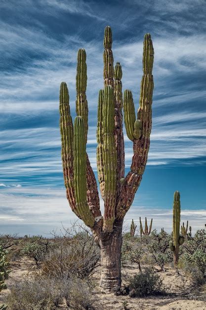 Premium Photo Mexican Giant Cactus In Desert Under Fascinating Sky