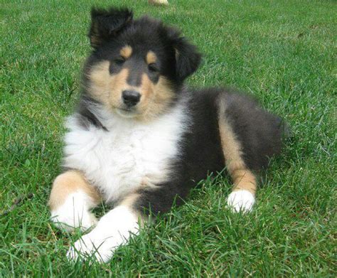 Rough Tri Color Collie Puppies