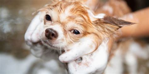 What Is the Right Puppy Shampoo for My Dog? - Pet Parent Playbook