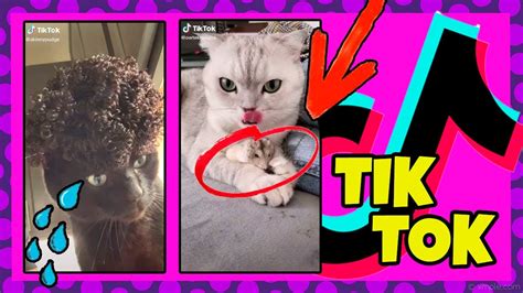 Cats Beingcats😼😼tiktok Compilation Part 1 Youtube