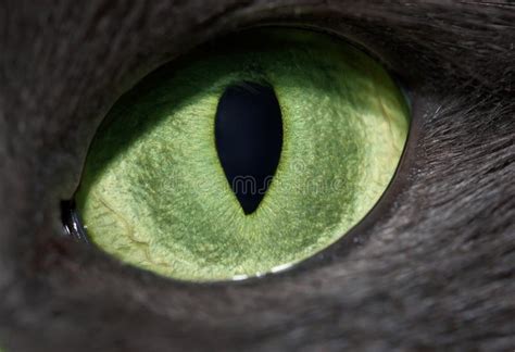 Het Oog Van De Kat Stock Afbeelding Image Of Bont Jacht 2978683