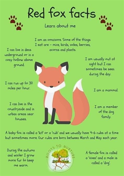 Pin by Danielle Brister on Print out | Fox facts, Red fox facts, Fox facts for kids