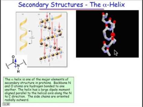 Difference Between Alpha Helix and Beta Pleated Sheet – Difference Wiki