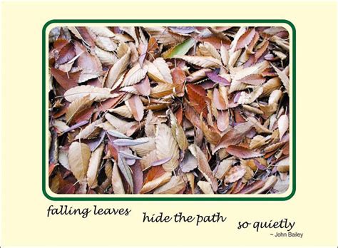 Dead Leaves Path Willi S Photo Cards