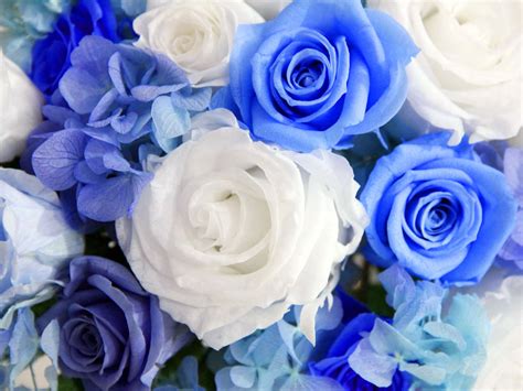 Download Bundle Of Blue And White Roses Wallpaper