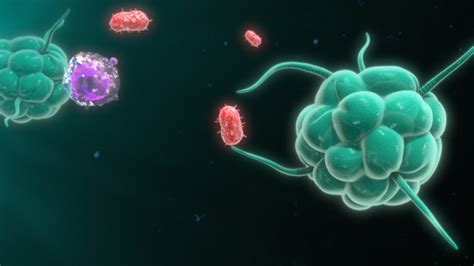 巨噬细胞吞噬细胞抗体受体白细胞水平画幅微生物学摄影素材汇图网