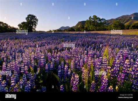 Field of purple lupine wildflowers and oak trees in Spring, Ventana ...