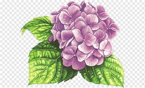 Hortensia acuarela pintura dibujo pintura púrpura Violeta flor png