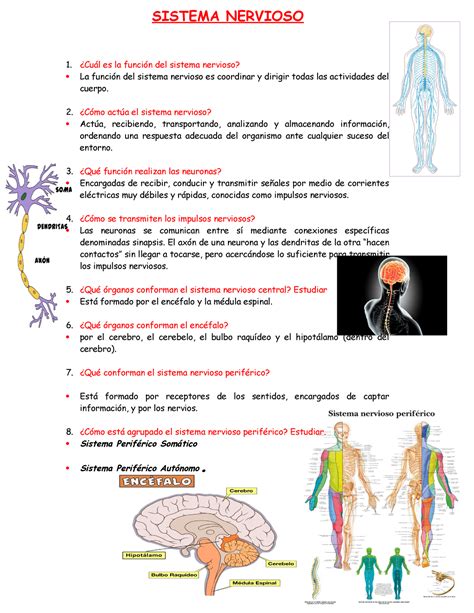 Sistema Nervioso Sistema Nervioso ¿cuál Es La Función Del Sistema