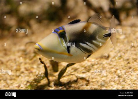 Picasso Or Humu Triggerfish Rhinecanthus Aculeatus Stock Photo Alamy