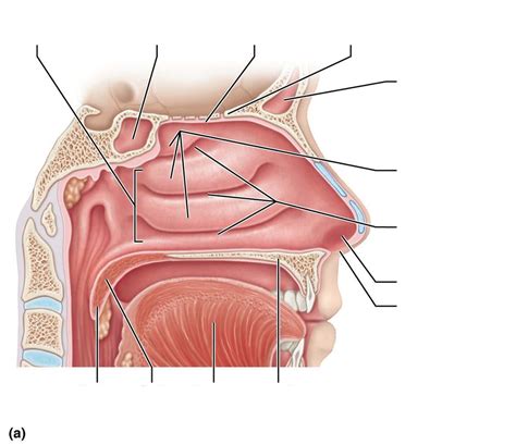 The Nasal Cavity Diagram Quizlet