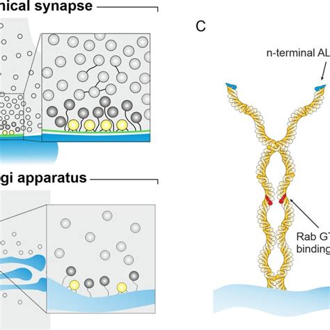 The Mammalian Retina And The Rod Photoreceptor Ribbon Synapse A