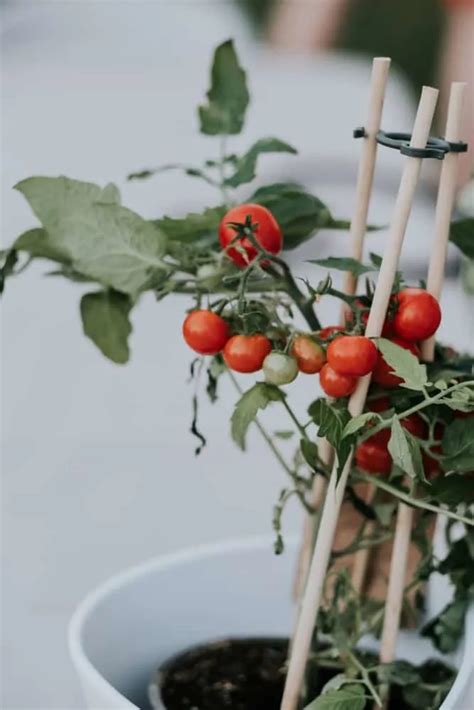 Guide Complet Cultiver Des Tomates Savoureuses En Pots M Me Sans