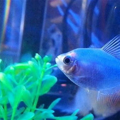 Can Red Eye Tetras Live With Glofish Diy Seattle