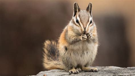 Eastern Chipmunk Behavior