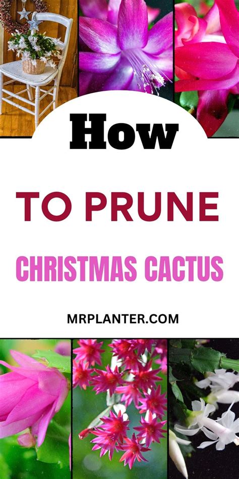 How To Prune Christmas Cactus A Step By Step Guide 2023 Artofit