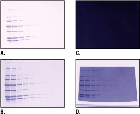 Figure 1 From Water Wash Enhanced Protein Staining With Gelcode ® Blue