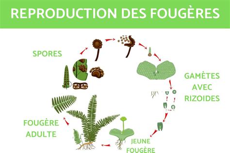 Reproduction de la FOUGÈRE 3 Techniques