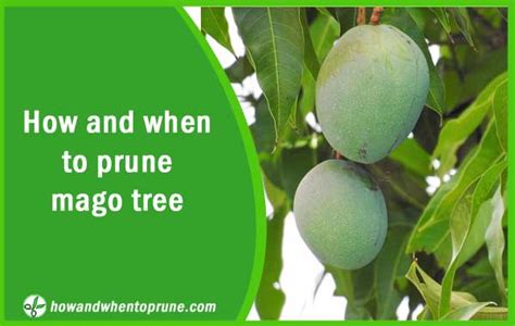 Pruning Mango Tree 【how And When To Prune Mango Tree】