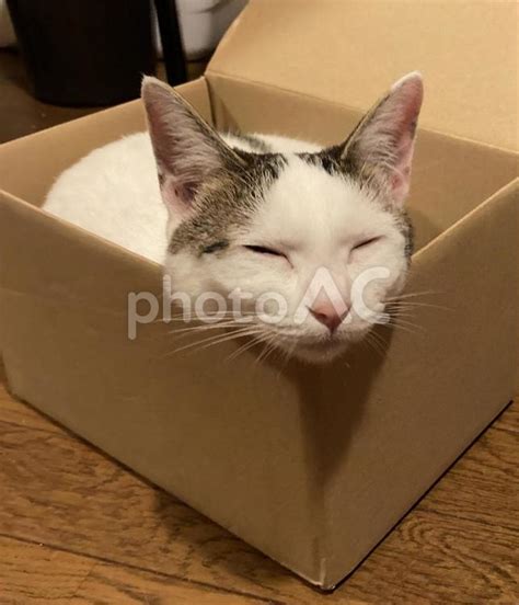 箱の中に入った猫2 No 27413066｜写真素材なら「写真ac」無料（フリー）ダウンロードok