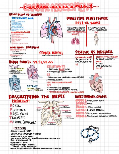 Circulatory System Notes Artofit