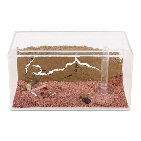 Sand Ant Farm anthill Formicarium Educational Ants NO | Etsy