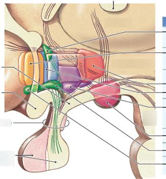 Hypothalamus nuclei Diagram | Quizlet