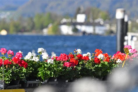 Foto Stock Das Seeschloss Ort Am Traunsee In Gmunden Mit Blumen Im