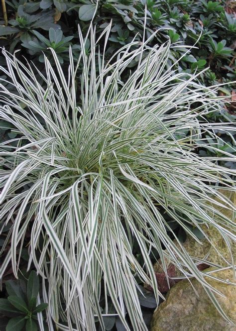 Striped Tuber Oat Grass Is One Of The Brightest Ornamentalgrasses As It Grows Leaves Look Near