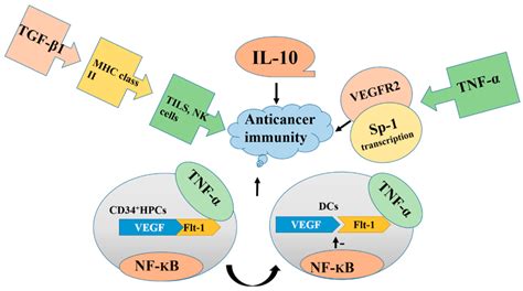 Overproduction Of Il Tnf Tgf Nf Kb And Vascular Endothelial