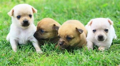 16 Razas de Perro PEQUEÑOS Miniatura y Toy