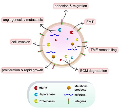 Exosomes And The Extracellular Matrix A Dynamic Interplay In Cancer