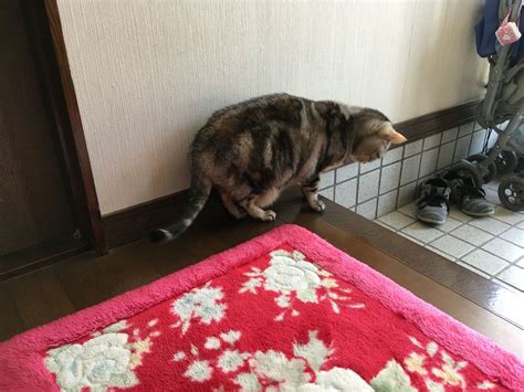 遊び仲間 猫のくるみ お世話日記