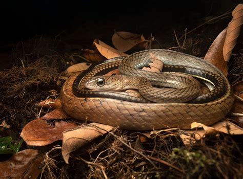 White Bellied Rat Snake Jamie Allott Flickr