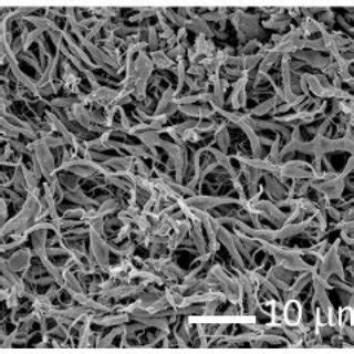 Scanning electron microscopy images of uranyl acetate as-spun fibers ...