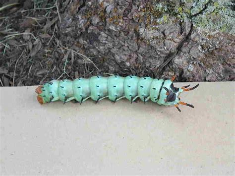 Regal Moth caterpillar (Citheronia regalis) of North America | Wildlife ...