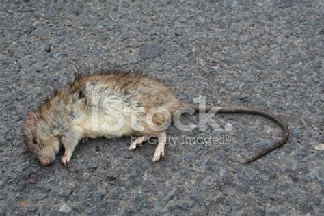 Dead Rat Stock Photo | Royalty-Free | FreeImages