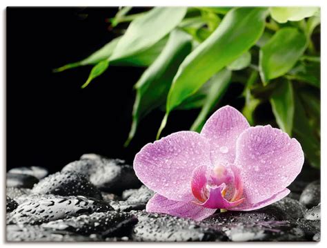 Artland Wandbild Rosa Orchidee Auf Schwarzen Zen Steinen Blumen